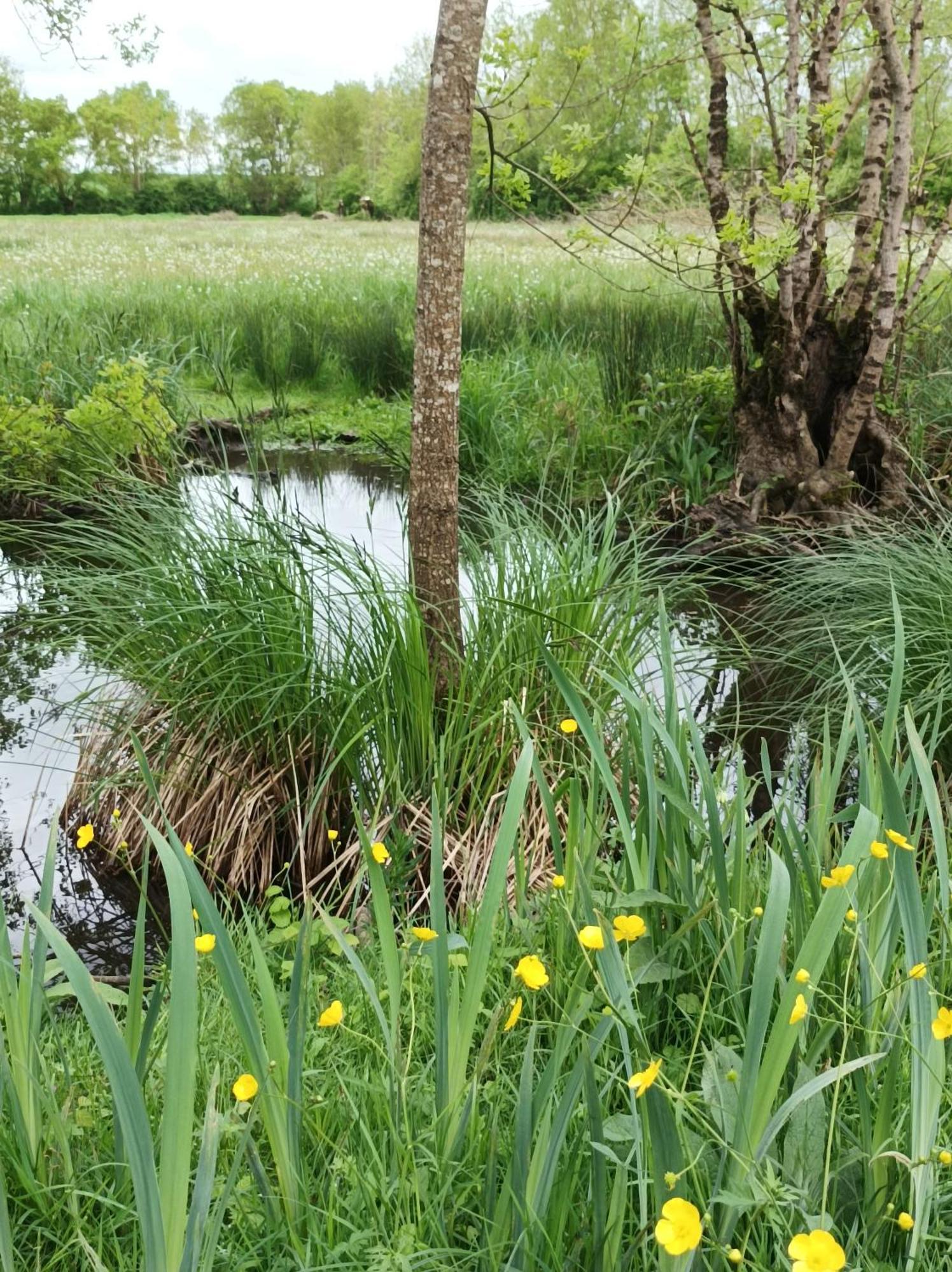 Le Logis De Lange Apt Les Aigrettes Saint-Hilaire-la-Palud Exteriér fotografie