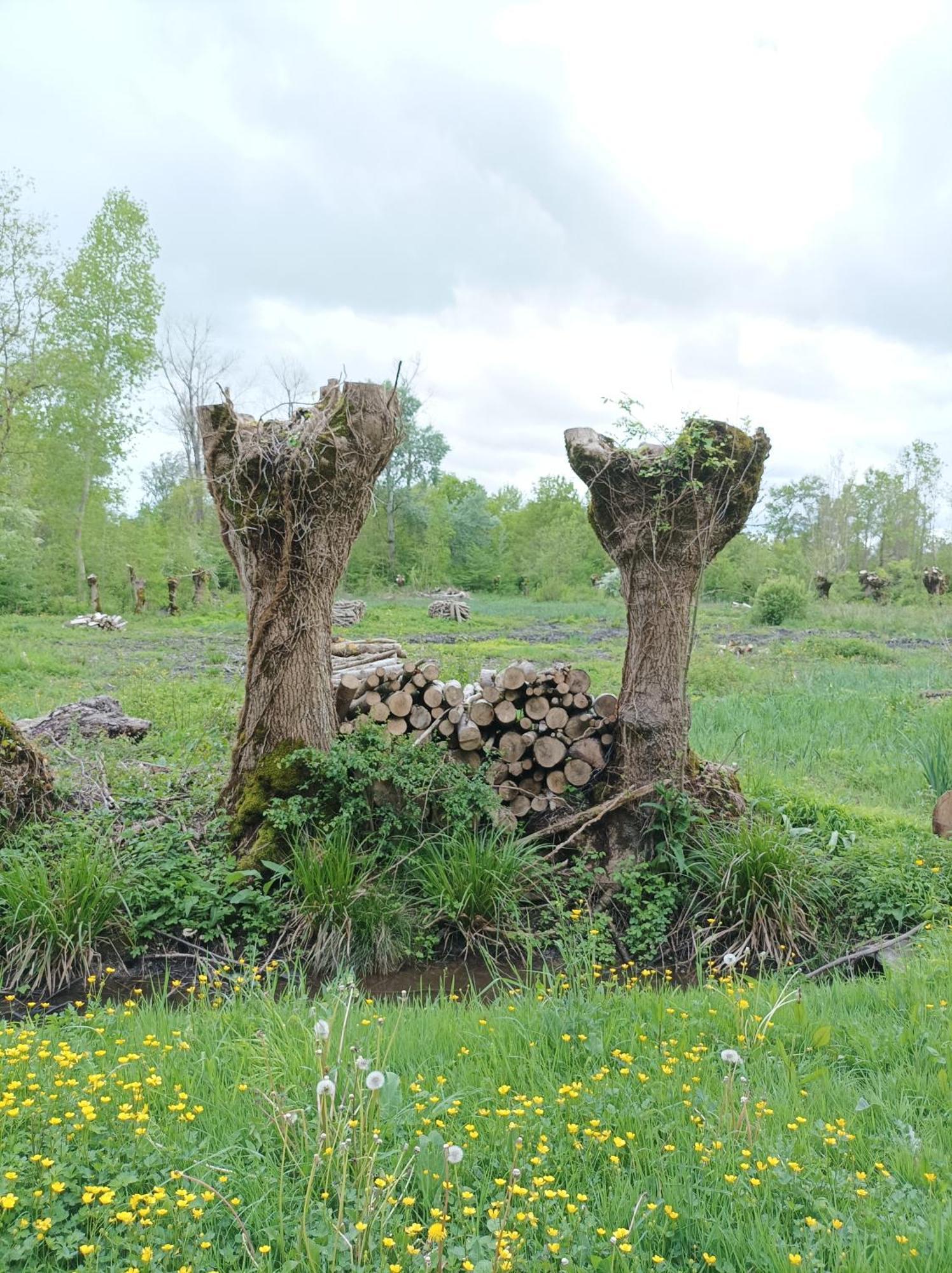 Le Logis De Lange Apt Les Aigrettes Saint-Hilaire-la-Palud Exteriér fotografie